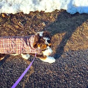 St. John’s Bay | St. John’s Bark matching mom and puppy vests.